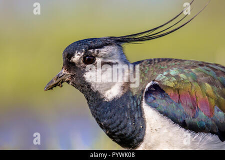 Sideview portrait of Northern lapwing (Vanellus vanellus) in grassland habitat where it breeds. with bright colored background in blue and green. Lots Stock Photo