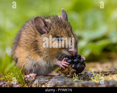 Wild wood mouse eating raspberry Stock Photo