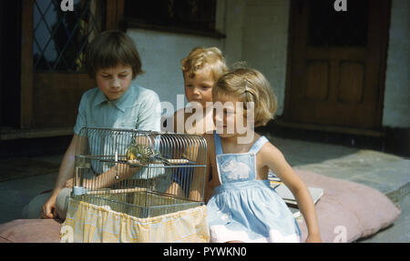 1950s, three young children outside sitting on a large cushion on a porch looking at a budgie in a wire cage, England UK. Budgies are a popular pet bird and children have loved them, as this picture shows, from the moment the Australian budgerigar was first introduced in Europe in the 1840s. They are fascinating characters, full of personality and hence why they make good pets for children. Stock Photo