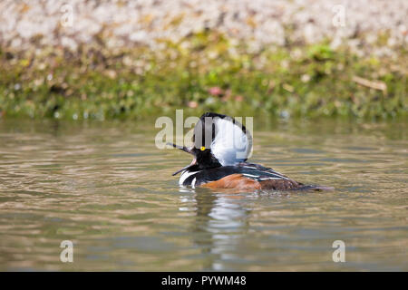 Detailed close up of male hooded merganser duck (Lophodytes cucullatus) swimming in water, beak open. Aquatic drake heads left, head crest up in sun. Stock Photo