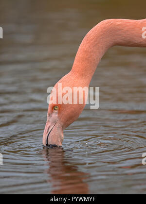 Close up of the head of a Greater flamingo (Phoenicopterus roseus) feeding in the water Stock Photo