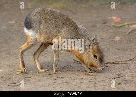 Patagonian mara (Dolichotis patagonum) is a large somewhat rabbit-like rodent found in open and semi-open habitats in Argentina, including large parts Stock Photo