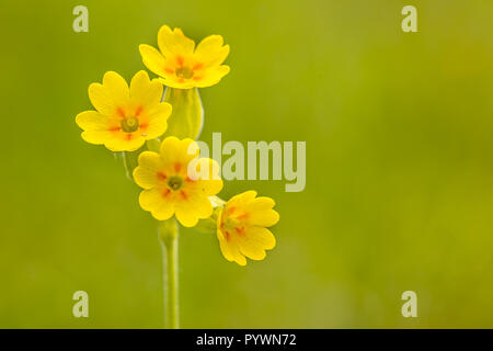 Yellow Cowslip (Primula veris) flowers in a calcareous grassland of a nature reserve in the Eifel, Germany. Frequently found on open ground like field Stock Photo