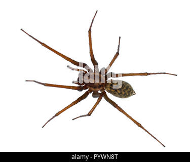 Black hairy house spider (Tegenaria domesticus) on white background Stock Photo