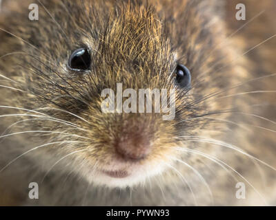 Close up of head of Bank vole mouse (Myodes glareolus) with snout, whiskers and eyes Stock Photo