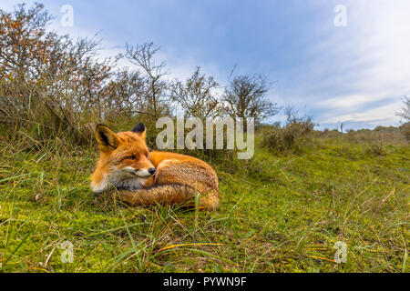 Resting European red fox (Vulpes vulpes) in grass of dunes in the Netherlands. Red Foxes are adaptable and opportunistic omnivores and are capable of  Stock Photo