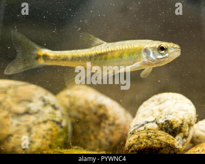 Eurasian minnow (Phoxinus phoxinus) is a Small Fish in the Carp Family living in fast flowing rivers in Eurasia Stock Photo