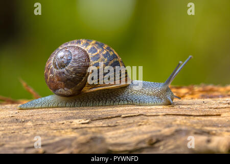 European brown garden snail (Cornu aspersum) crawling on wood in natural habitat with green background Stock Photo