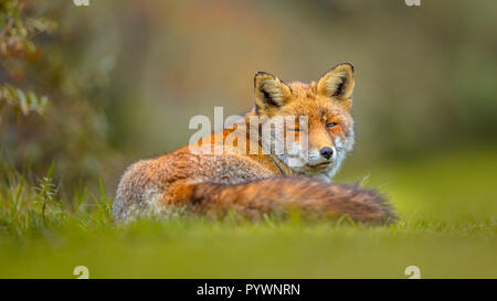 Old grey European red fox (Vulpes vulpes) resting in grass and looking backward. Red Foxes are adaptable and opportunistic omnivores and are capable o Stock Photo