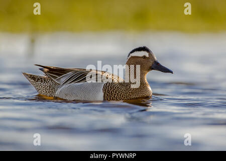 Male garganey duck (Anas querquedula) in early morning sun. This is a small dabbling duck. It breeds in much of Europe and western Asia. Stock Photo