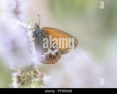 Pearly Heath butterfly (Coenonympha arcania) eating nectar from flowers in blurred fore- and background Stock Photo
