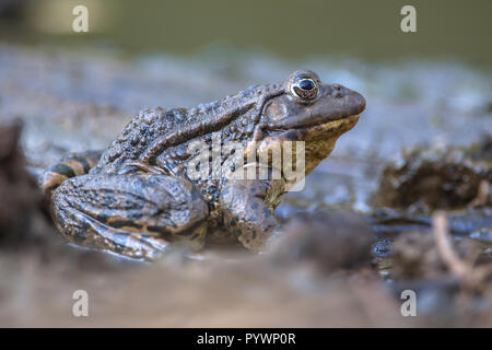 Marsh frog (Pelophylax ridibundus) is the largest native frog to Europe and belongs to the family of true frogs. Stock Photo