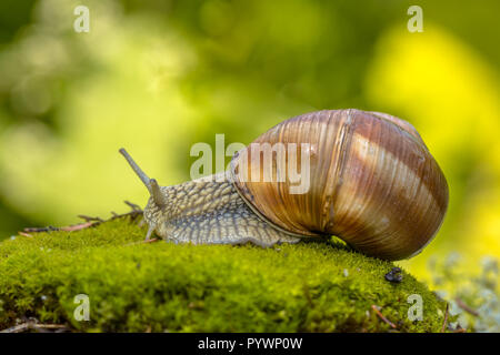 Escargot snail (Helix pomatia) creeping on  green moss in forest with bright background