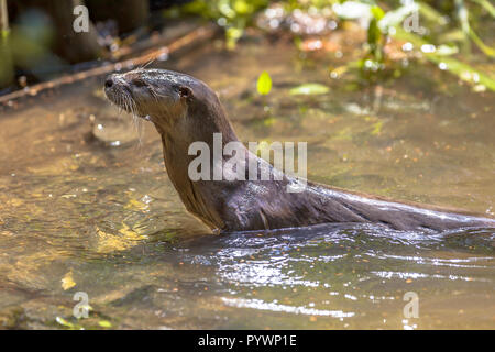 European Otter (lutra lutra) swimming in a river and looking for fish to feed on Stock Photo