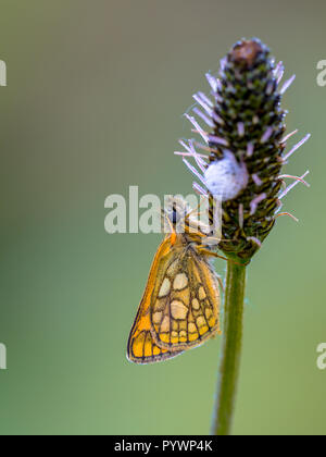 Sleeping Chequered skipper (Carterocephalus palaemon) on a plant in the early morning. It is widely distributed in northern and central Europe. Its ra Stock Photo