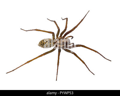 Scary house spider (Tegenaria domesticus) on white background Stock Photo