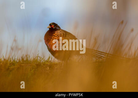 Colorful Pheasant (Phasianus colchicus) partly visible through vegetation Stock Photo