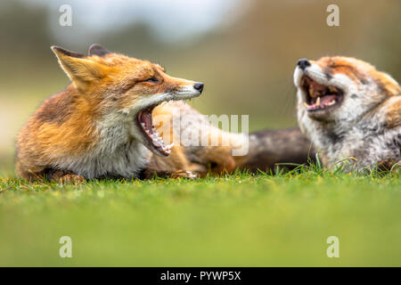 Two European red foxes (Vulpes vulpes) growling to each other in grass. The most abundant wild member of the Carnivora, being present across the entir Stock Photo