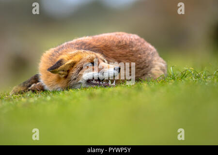 Growling European red fox (Vulpes vulpes) lying in grass. The most abundant wild member of the Carnivora, being present across the entire Northern Hem Stock Photo