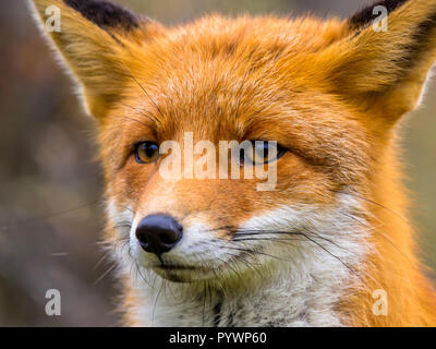 Close up of the face of a staring European red fox (Vulpes vulpes)