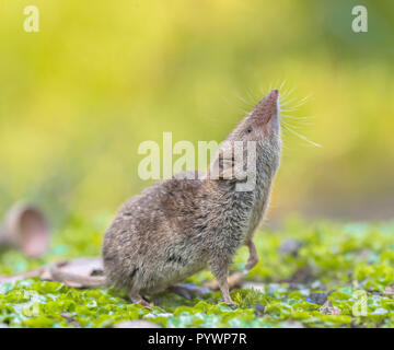 Greater White-toothed shrew (Crocidura russula) pointing nose in the air and smelling for danger Stock Photo