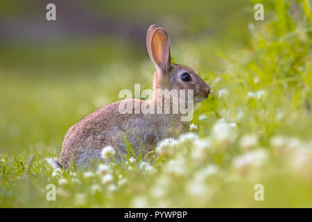 European Wild rabbit (Oryctolagus cuniculus) in lovely green surroundings with white flowers Stock Photo