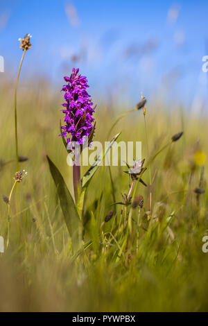 Broad-leaved Marsh Orchid (Dactylorhiza majalis subsp. majalis) in the dunes of Wadden island in the Netherlands Stock Photo