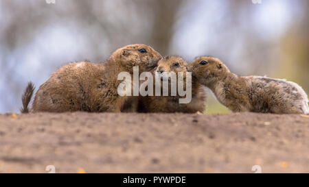 Family of Black-tailed prairie dog (Cynomys ludovicianus) kissing and cuddling as a sign of intimacy Stock Photo