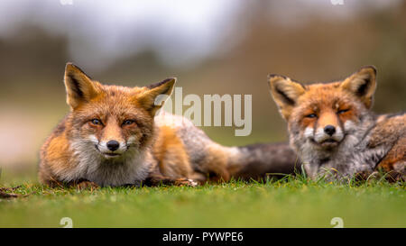 Couple of  European red fox (Vulpes vulpes) family members lying in grass. The most abundant wild member of the Carnivora, being present across the en Stock Photo