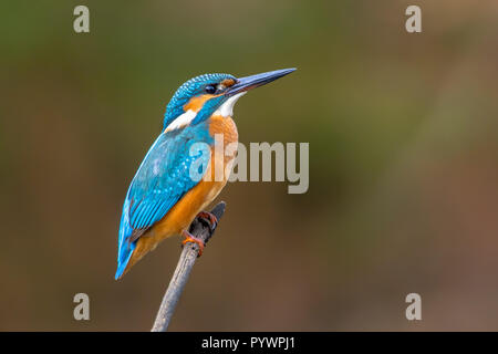 Common European Kingfisher (Alcedo atthis) perched on a stick above the river and hunting for fish. This sparrow-sized bird has the typical short-tail Stock Photo