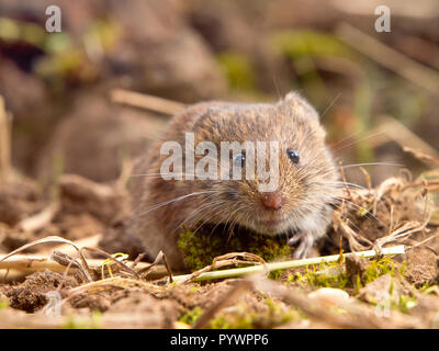 Common Vole (Microtus arvalis) in it's Natural Rural Open Habitat Stock Photo