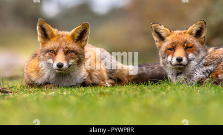 Pair of  European red fox (Vulpes vulpes) family members lying in grass. The most abundant wild member of the Carnivora, being present across the enti Stock Photo