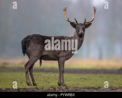 Dark colored male Fallow deer (Dama dama) on a clearing in the forest and looking in the camera Stock Photo