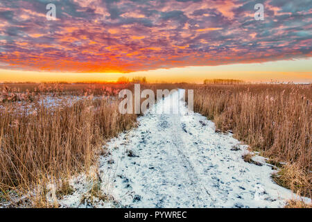 Dutch winter landscape with Pathway through reed in marshland Stock Photo