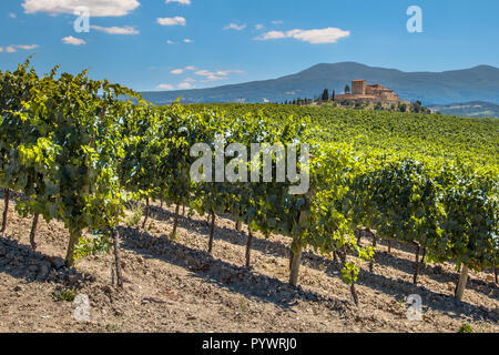 Castle Overseeing Vineyards with  Rows of grapes from a Hill on a Clear Summer Day Stock Photo