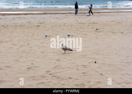 Larus argentatus, herring gull juvenile on the sand on Bournemouth beach in the autumn season, Dorset, United Kingdom Stock Photo
