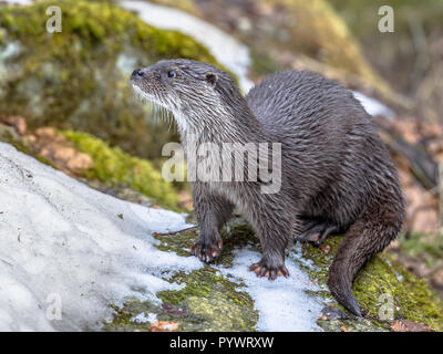 European Otter (Lutra lutra) on snow covered river bank in winter Stock Photo