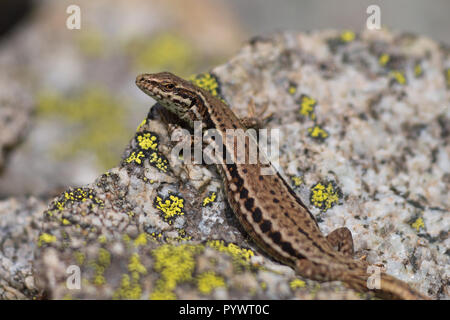 European Common Wall Lizard (Podarcis muralis) Basking in The Sun on a Stone Stock Photo