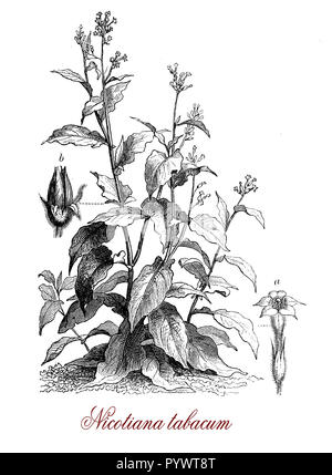 Vintage botanical engraving of cultivated tobacco, plant found only in cultivation, the leaves are commercially processed into tobacco. All part plants are sticky covered by a secretion containing nicotine, except the seeds. Stock Photo