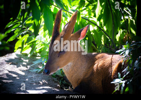 The Indian muntjac (Muntiacus muntjak), also called red muntjac and barking deer, is a common muntjac deer species in South and Southeast Asia Stock Photo