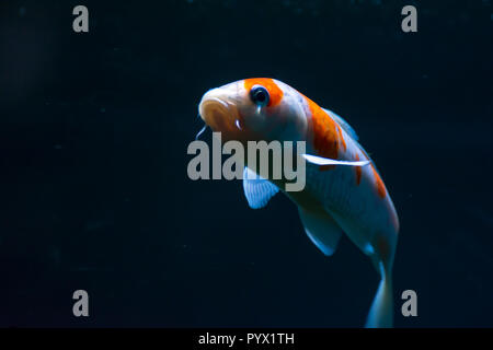 Aquarium Fish-Gold Fish Shubunkin Stock Photo