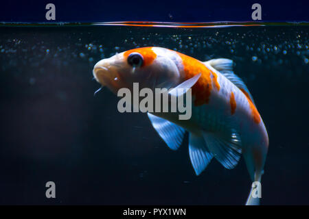 Aquarium Fish-Gold Fish Shubunkin Stock Photo