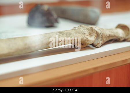 Skull and bones dug from a pit in a terrible cemetery with a dim light Stock Photo