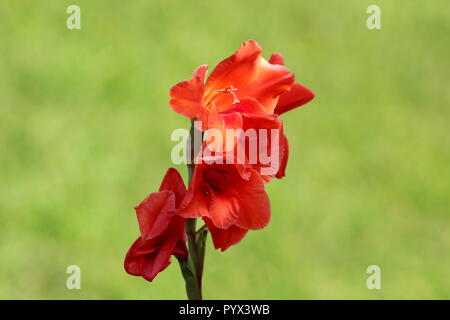 Gladiolus or Sword lily perennial cormous flowering plant with sword shape large light to dark red flowers with light green leaves in background Stock Photo