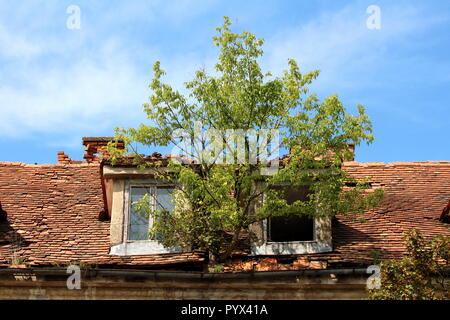 Large tree and green grass growing from rusted metal gutter between two destroyed roof windows on abandoned old building Stock Photo