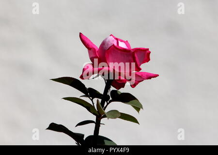 Partial silhouette of dark red to light pink rose with large petals and dark pointy green leaves on light grey wall background Stock Photo
