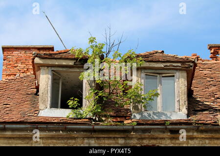 Small tree growing from rusted metal gutter between two broken roof windows on abandoned old building surrounded with destroyed and missing roof tiles Stock Photo