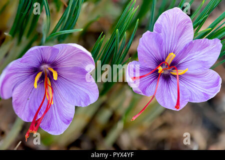 Saffron crocus sativus purple flowers Stock Photo