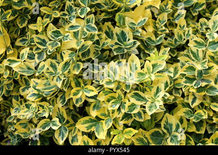 Wintercreeper or Euonymus fortunei or Spindle or Climbing euonymus or Fortunes spindle or Winter creeper evergreen shrub plant with green to yellow Stock Photo