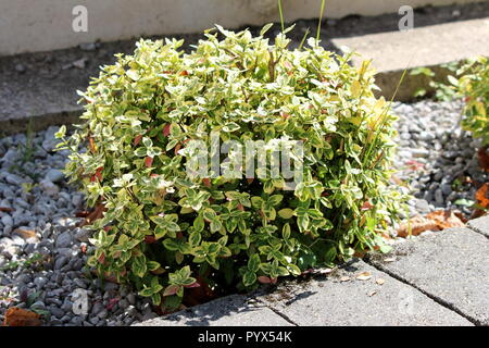 Wintercreeper or Euonymus fortunei or Spindle or Climbing euonymus or Fortunes spindle or Winter creeper evergreen shrub plant with green to yellow Stock Photo